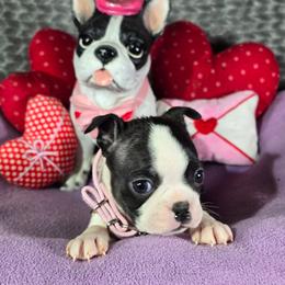 Amy - Black and white female Boston Terrier puppy in Millers Creek, North Carolina from Tumbling Shoals Hilltop Bostons