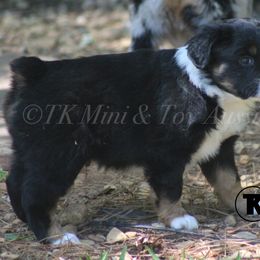 Australian Shepherd, Miniature Australian Shepherd, and Toy Australian Shepherd Puppies from TK Standard, Mini, & Toy Aussies