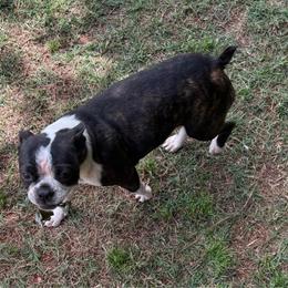 STELLA - Black brindle and white female Boston Terrier puppy in Anderson, South Carolina from Lola’s House of Bostons & Rescue