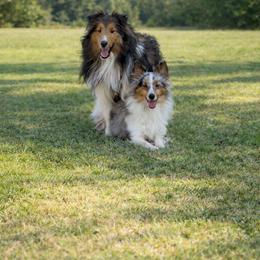 Shetland Sheepdog puppies from Willow&Wren Shetland Sheepdogs
