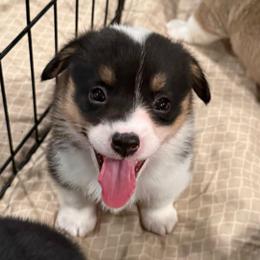 Peck - Black and tan female Pembroke Welsh Corgi puppy in Arcanum, Ohio from Weissway Corgis