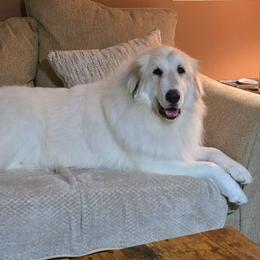 Phoebe - Great Pyrenees