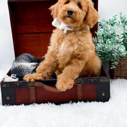 Gabby - Cream female Goldendoodle puppy in North Carolina from NC Doodle Puppies