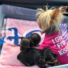 Yorkshire Terrier Puppies from Sophea Cheth's Yorkshire Terriers