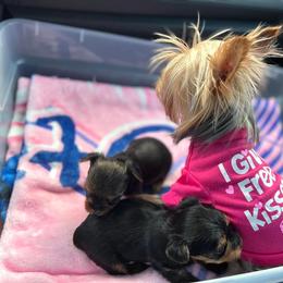 Yorkshire Terrier Puppies from Sophea Cheth's Yorkshire Terriers
