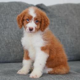 Peach - Red female Bernedoodle puppy in Dundee, Ohio from Down Home Doodle