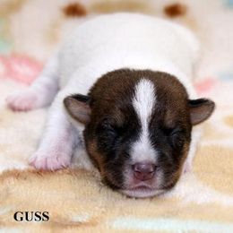 Russell Terrier Puppies from Brightjacks Shortiejacks