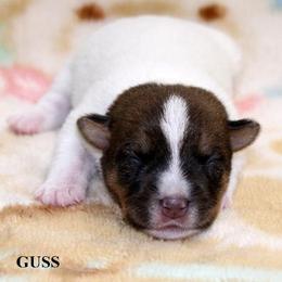 Russell Terrier Puppies from Brightjacks Shortiejacks
