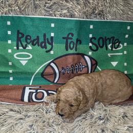 Little Red - Apricot female Aussiedoodle puppy in Cumberland, Rhode Island from W Doodle Crew