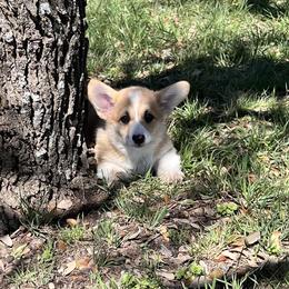 Rusty - Red male Pembroke Welsh Corgi puppy in Goldthwaite, Texas from Everlove Pembroke Welsh Corgis