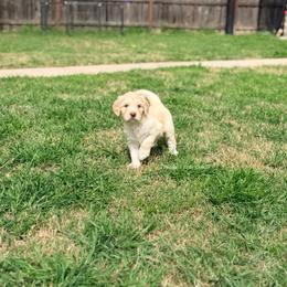 Dahlia - Cream female Goldendoodle puppy in Dallas County, Texas from Dream A Little Doodle