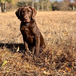 Labrador Retriever All Grown Up from Broneck Kennels LLC