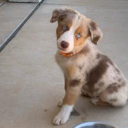 Scotch, AKC Red Merle Boy with Tail - Red merle male Miniature Australian Shepherd puppy in Douglas, Arizona from Starry-Eyed Mini Aussies with Tails