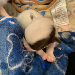 Cooper - Chocolate and white male Chihuahua puppy in Red Bluff, California from Aye Chihuahua