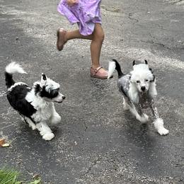 Chinese Crested Puppies from Windsong