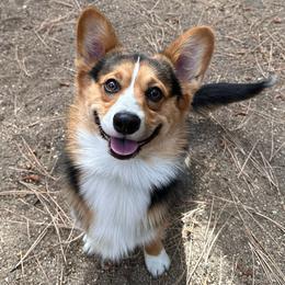 Pembroke Welsh Corgi All Grown Up from Han Dynasty Corgis