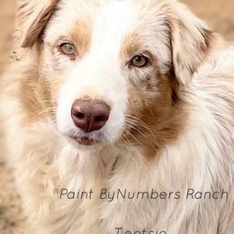 Tootsie - Australian Shepherd