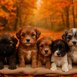 Australian Shepherd puppies from Rockiń N Kennel