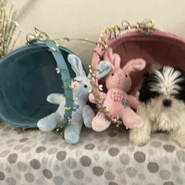 Shih Tzu Puppies from Little Lions West