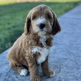 Yellow Male - Apricot male Goldendoodle puppy in Great Falls, Montana from Montana Goldendoodles