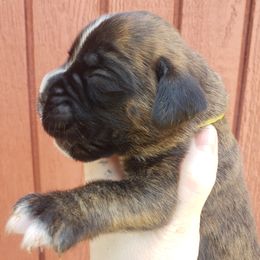 Boxer Puppies from SmashBox Kennel