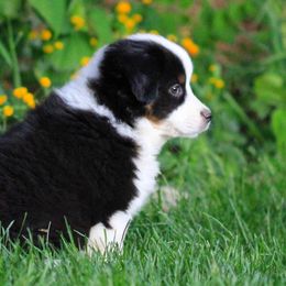 Miniature American Shepherd, Miniature Australian Shepherd, and Toy Australian Shepherd Puppies from Little Dipper mini Americans and toy Aussies
