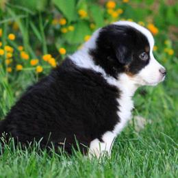Miniature American Shepherd, Miniature Australian Shepherd, and Toy Australian Shepherd Puppies from Little Dipper mini Americans and toy Aussies