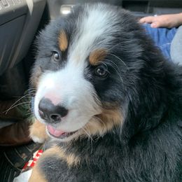 Bernese Mountain Dog Puppies from D’S Bernese Mountain Dogs