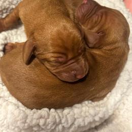 Male 5 - Golden rust male Vizsla puppy in Windsor, Maine from Pleasant Ridge