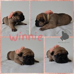 Winnie - Fawn female French Bulldog puppy in Utah from Perfect Fit Frenchies