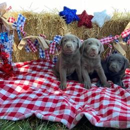 Dilute Retriever and Labrador Retriever Puppies from Megans Labradors