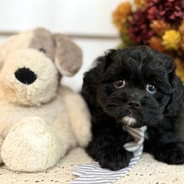 Bernedoodle and Cavapoo Puppies from Apricot Roots Doodles