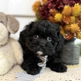 Bernedoodle and Cavapoo Puppies from Apricot Roots Doodles