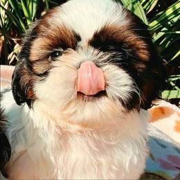 Aster - Black and white male Shih Tzu puppy in North Carolina from WillowCreek Mountain View Shih Tzu