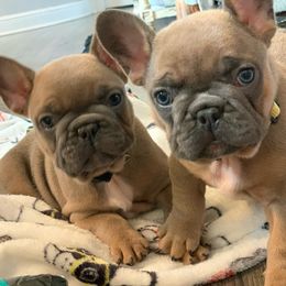 French Bulldog Puppies from Flat Face French Bulldogs