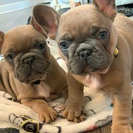 French Bulldog Puppies from Flat Face French Bulldogs