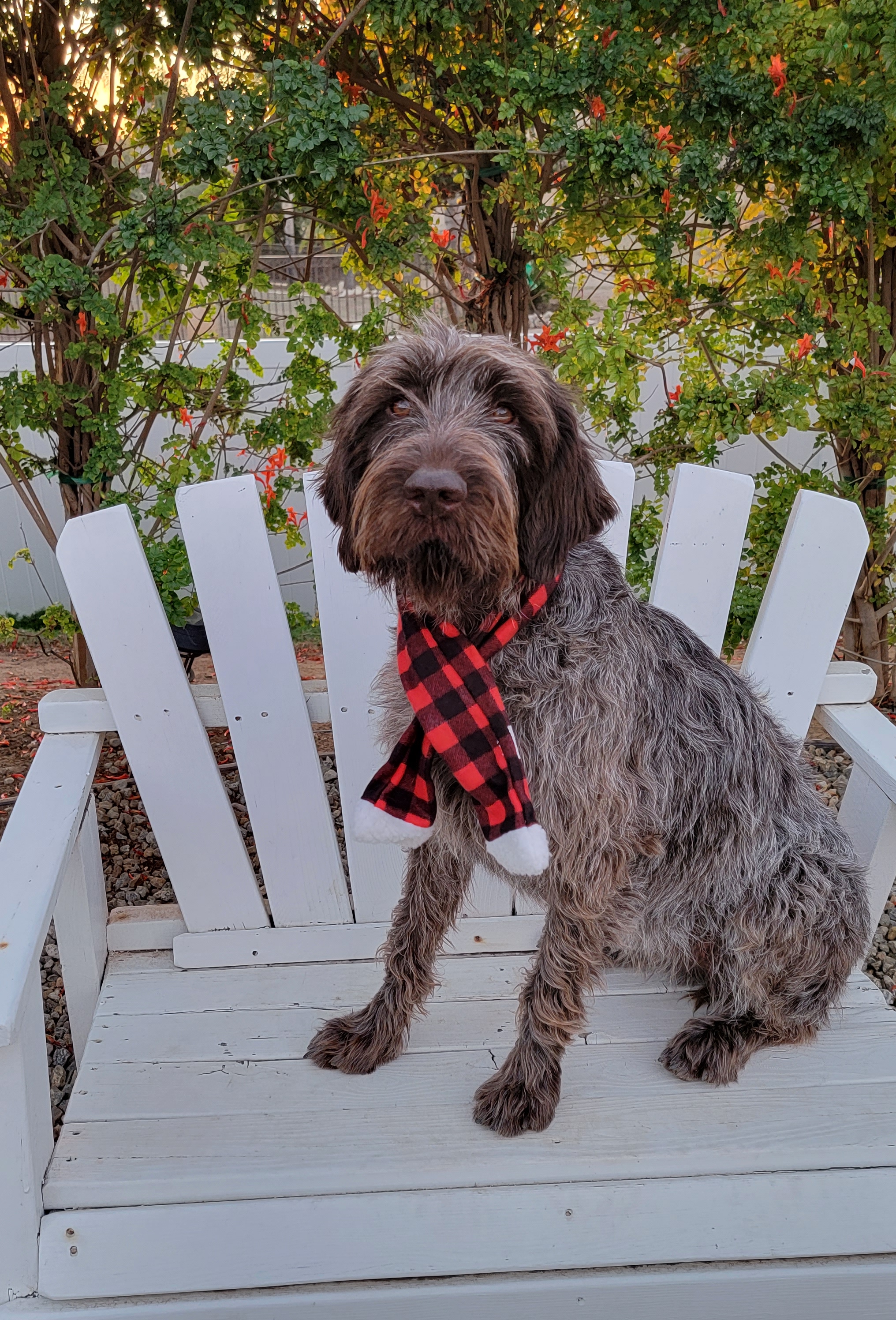 Mica - Wirehaired Pointing Griffon