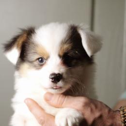 Elizabeth - Black and tan female Pembroke Welsh Corgi puppy in South Otselic, New York from Ridge Top Corgis