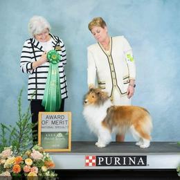 Lucy - Shetland Sheepdog