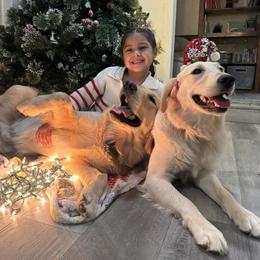 Aurora - Golden Retriever