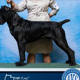 Kerchak - Black brindle male Cane Corso puppy in Pylesville, Maryland from Safe Haven Cane Corso