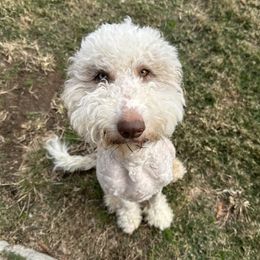 Scarlet - Sheepadoodle