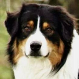 Australian Shepherds from Cuttingacres Aussies