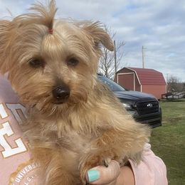 Yorkshire Terriers from Jane’s Yorkies