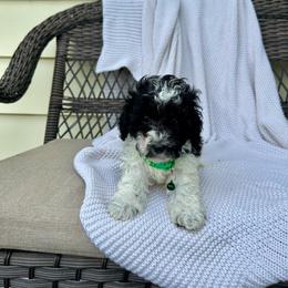 Miles - Parti male Poodle puppy in Lancaster, Missouri from Cavapoo Acres