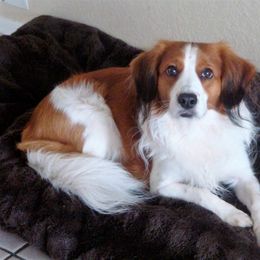 Nederlandse Kooikerhondje All Grown Up from Noble Pines Kooikerhondjes