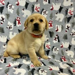 Orange - Yellow male Labrador Retriever puppy in Iowa City, Iowa from Country Road Acres