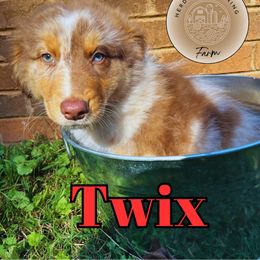Twix - Red merle Australian Shepherd puppy in Mount Holly, North Carolina from Herding Lightning Farm