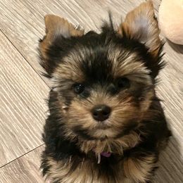 Yorkshire Terrier Puppies from Lil Country Gems Yorkies