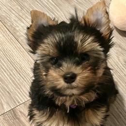 Yorkshire Terrier Puppies from Lil Country Gems Yorkies